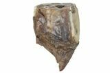 Fossil Woolly Rhino (Coelodonta) Tooth - Siberia #231021-1